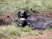 062  water buffalos.JPG